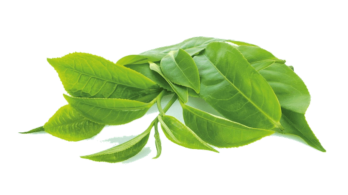 Chá Verde Bio Eco