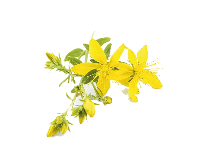 Hipericão Bio Eco