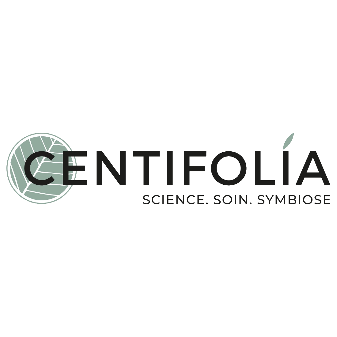 Centifolía