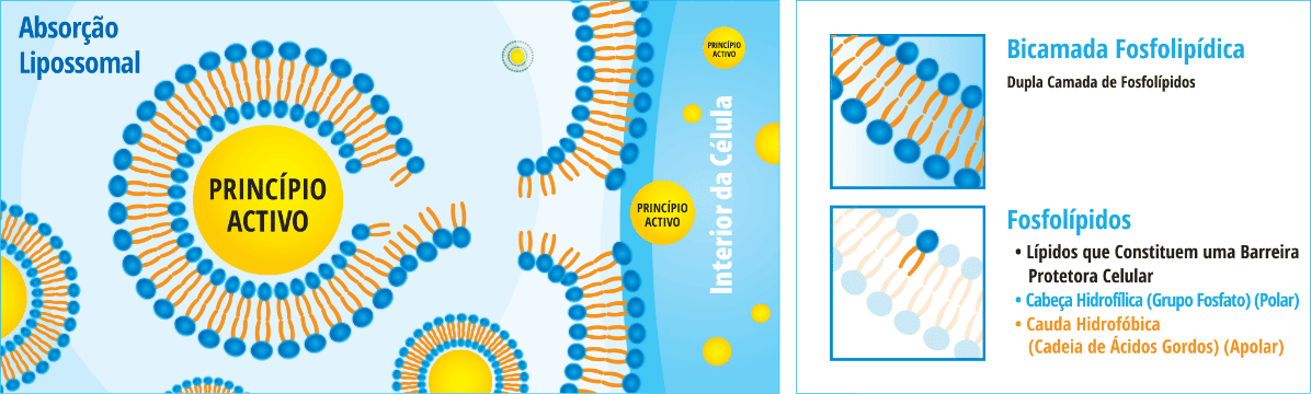 Img AbsorcaoLipossomal