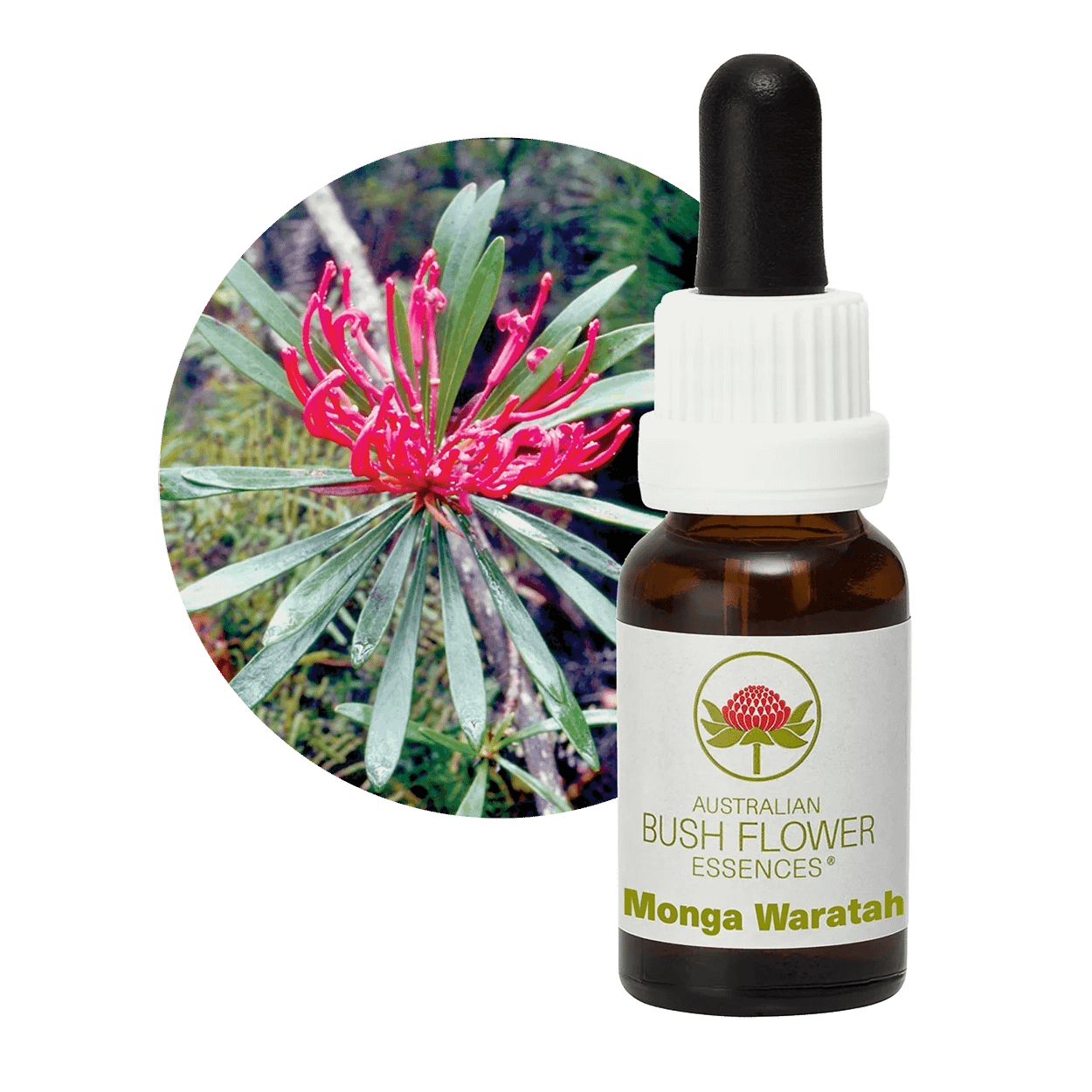 Monga Waratah Florais Australian Bush Flower Essences