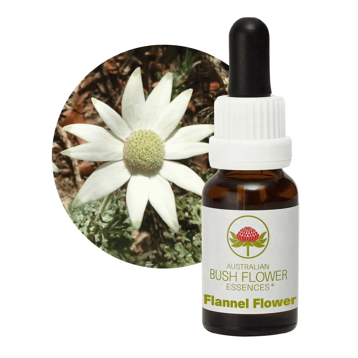 Flannel Flowers Florais Australian Bush Flower Essences Flannel Flowers Florais Australian Bush Flower Essences