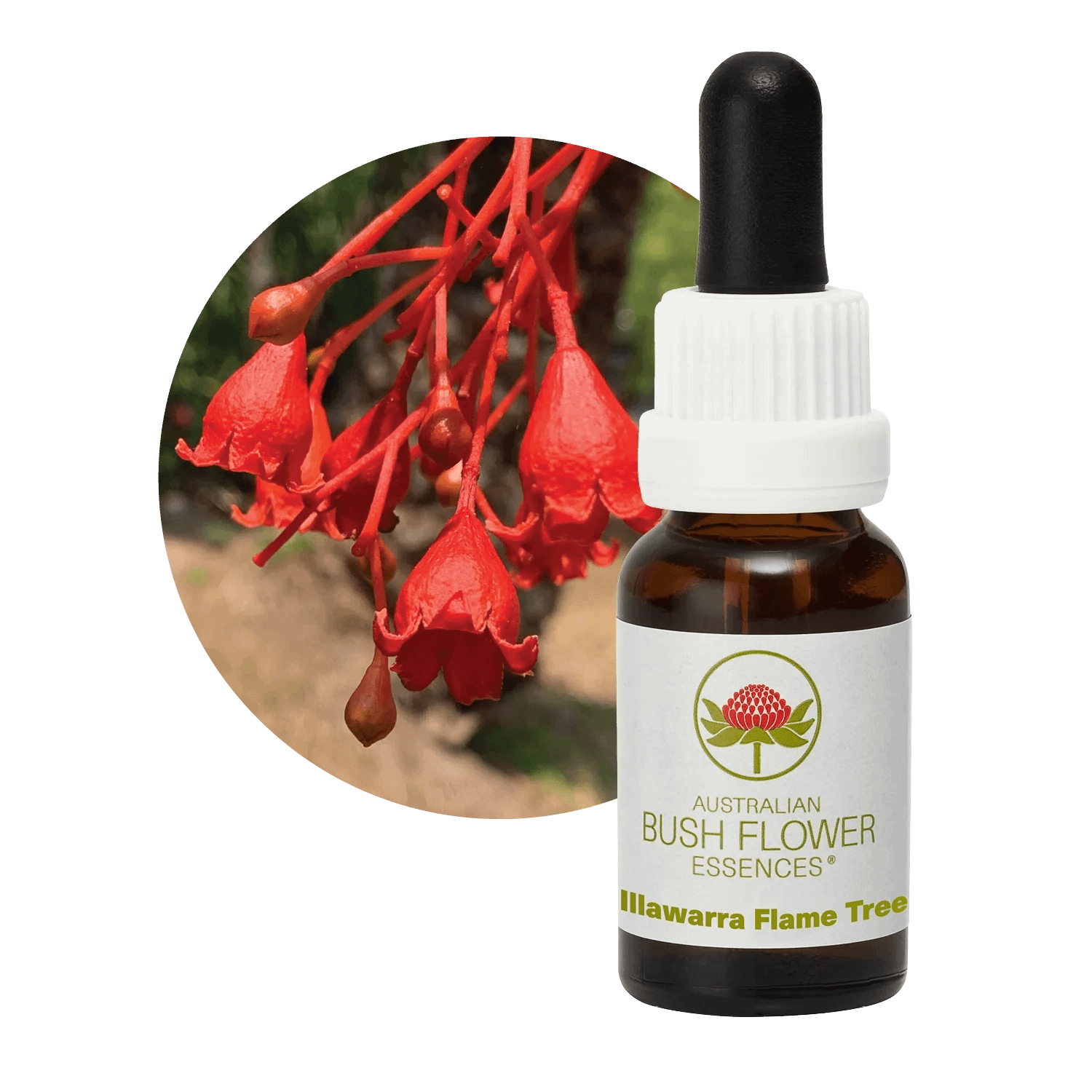 Illawara Flame Tree Florais Australian Bush Flower Essences