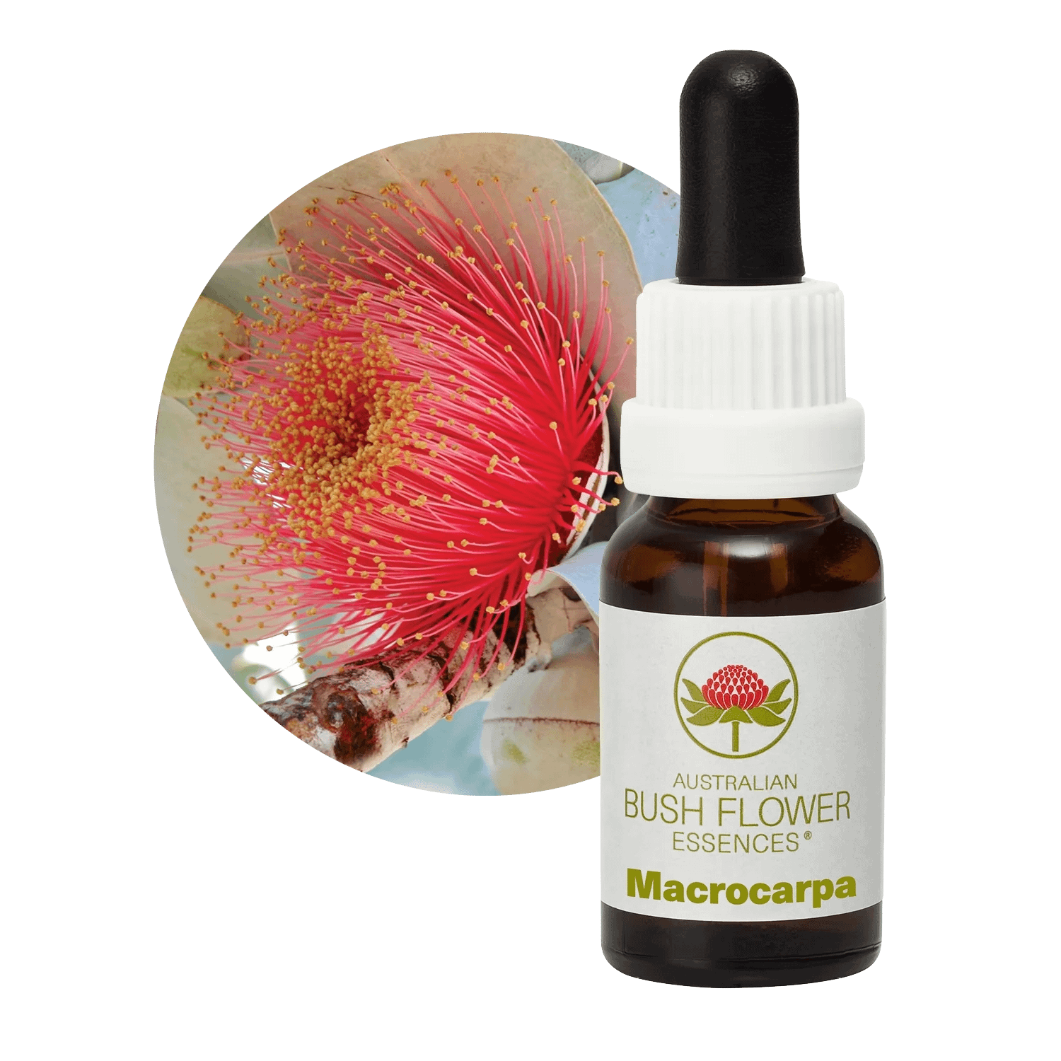 Macrocarpa Florais Australian Bush Flower Essences Macrocarpa Florais Australian Bush Flower Essences