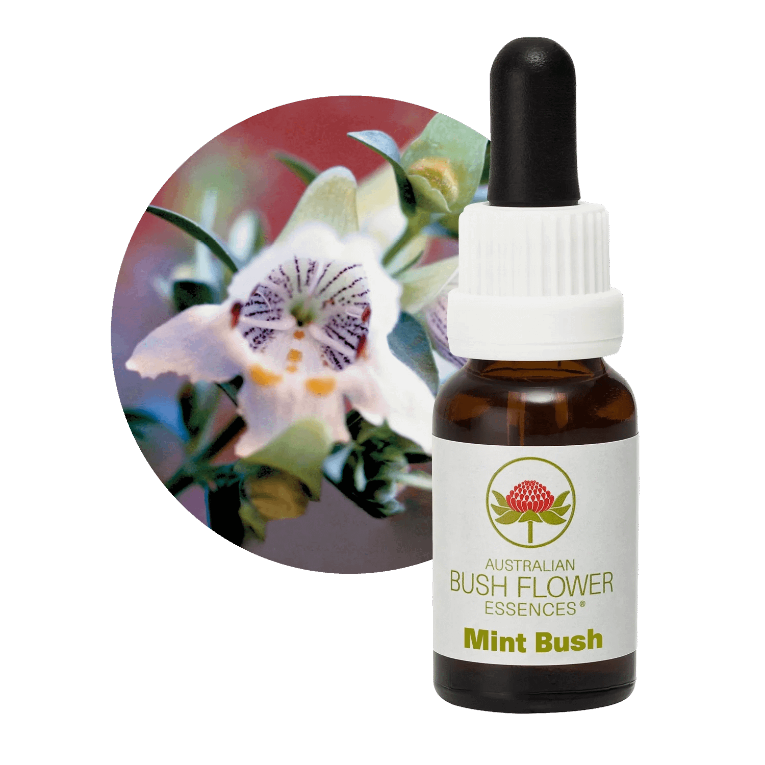 Mint Bush Florais Australian Bush Flower Essences