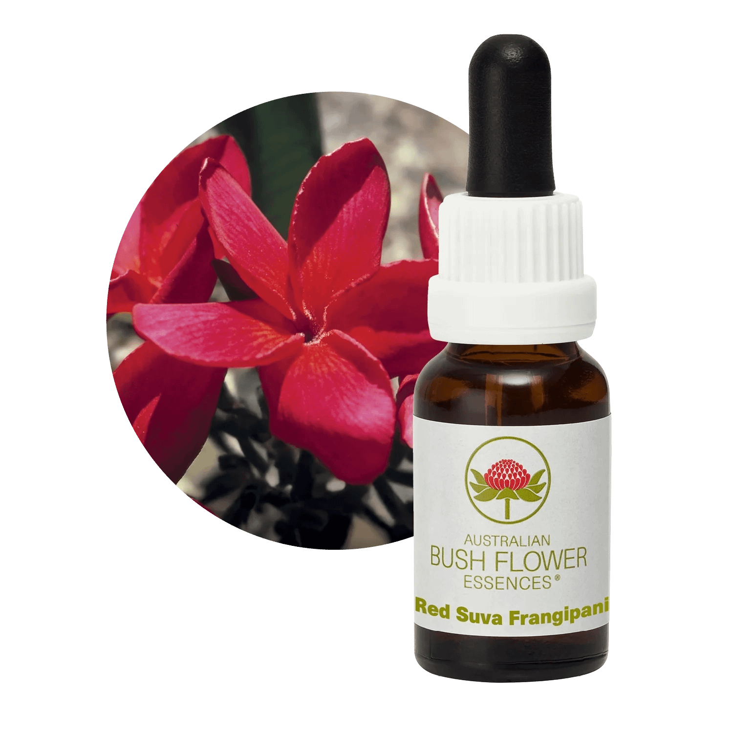 Red Suva Frangipani Florais Australian Bush Flower Essences Red Suva Frangipani Florais Australian Bush Flower Essences