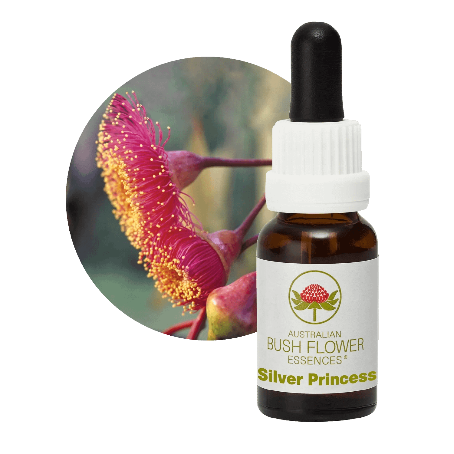 Silver Princess Florais Australian Bush Flower Essences Silver Princess Florais Australian Bush Flower Essences