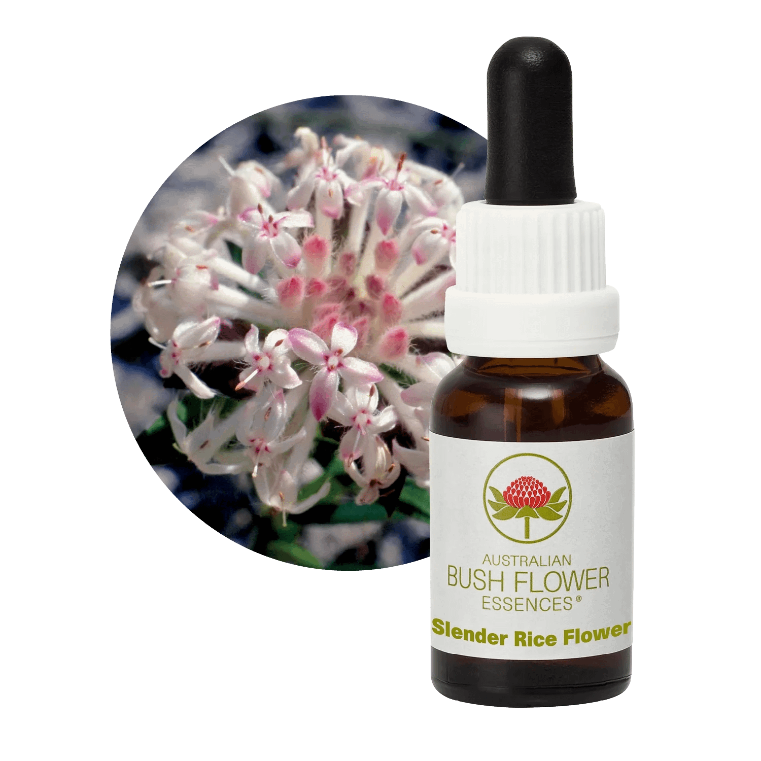 Slender Rice Flower Florais Australian Bush Flower Essences Slender Rice Flower Florais Australian Bush Flower Essences
