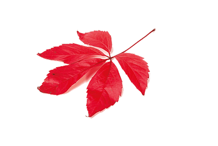 Videira Vermelha Bio Eco