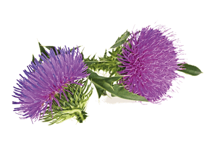 Cardo Mariano Bio Eco