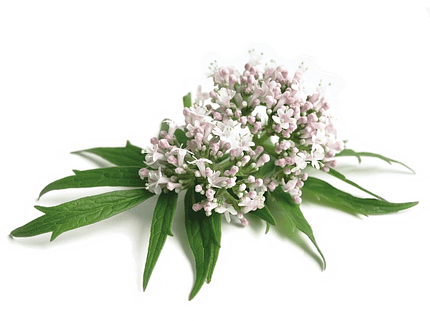 Valeriana Bio Eco