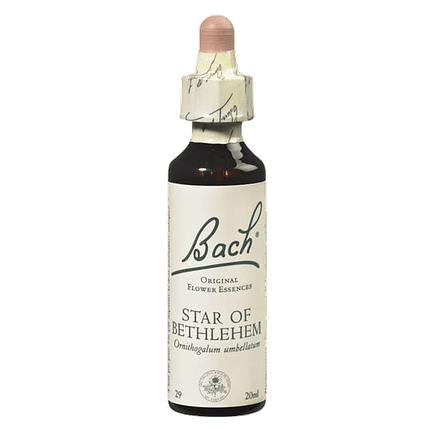 Star of Bethlehem Floral