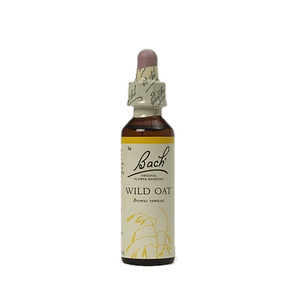 Wild Oat Floral