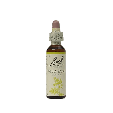 Wild Rose Floral
