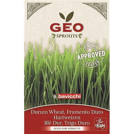 Trigo Duro - Sementes para Germinar, biológico