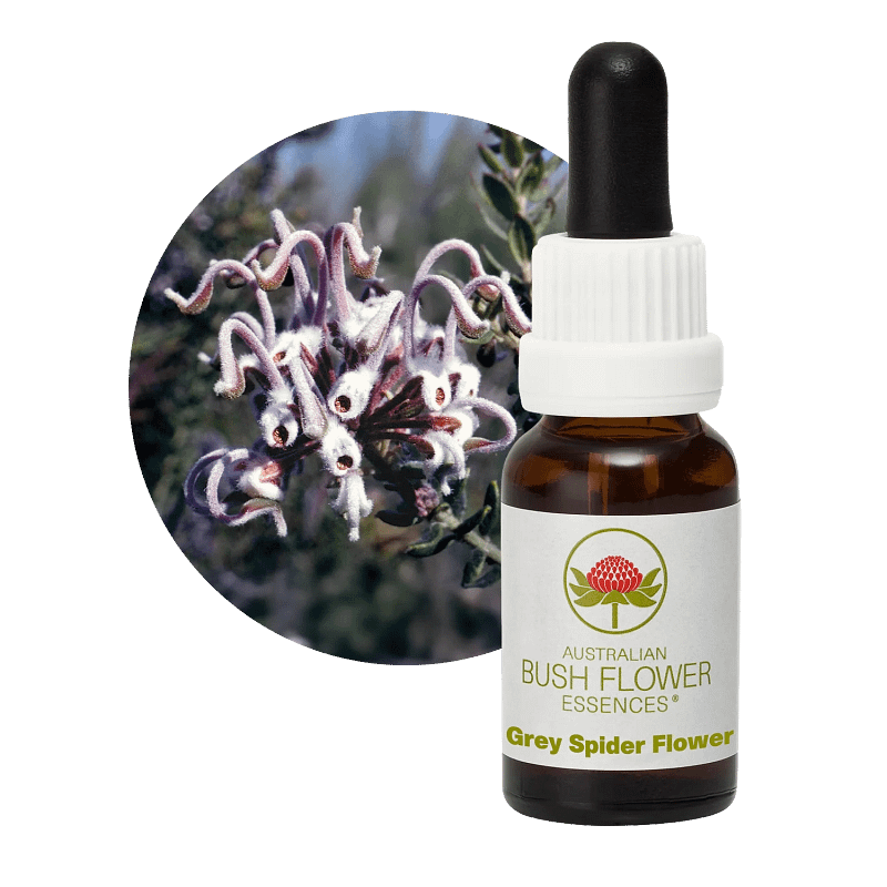 Grey Spider Flower Florais Australian Bush Flower Essences