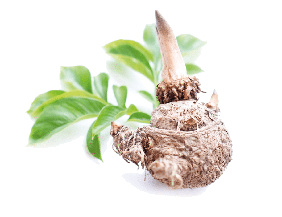Konjac Eco Konjac Eco